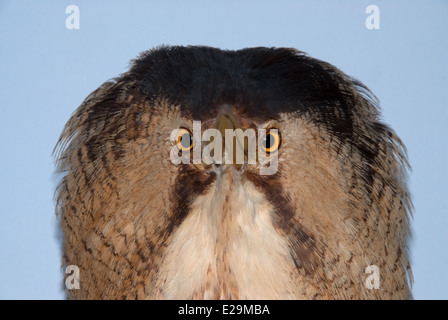 Eine gefüllte Rohrdommel (Botaurus Stellaris) montiert von Präparator Thomas Gunn von Norwich, England. Stockfoto