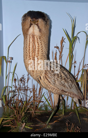 Eine gefüllte Rohrdommel (Botaurus Stellaris) montiert von Präparator Thomas Gunn von Norwich, England. Stockfoto