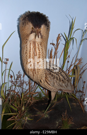 Eine gefüllte Rohrdommel (Botaurus Stellaris) montiert von Präparator Thomas Gunn von Norwich, England. Stockfoto