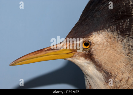 Eine gefüllte Rohrdommel (Botaurus Stellaris) montiert von Präparator Thomas Gunn von Norwich, England. Stockfoto