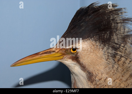 Eine gefüllte Rohrdommel (Botaurus Stellaris) montiert von Präparator Thomas Gunn von Norwich, England. Stockfoto