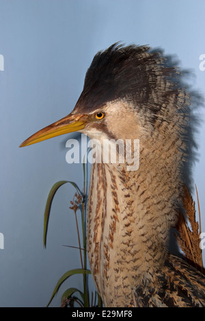 Eine gefüllte Rohrdommel (Botaurus Stellaris) montiert von Präparator Thomas Gunn von Norwich, England. Stockfoto