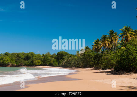 Frankreich, Guadeloupe (Französische Antillen), Basse-Terre, Deshaies, Cluny Strand Stockfoto