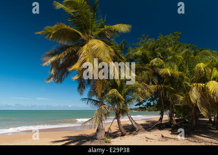 Frankreich, Guadeloupe (Französische Antillen), Basse-Terre, Deshaies, Cluny Strand Stockfoto