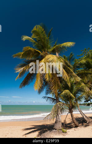 Frankreich, Guadeloupe (Französische Antillen), Basse-Terre, Deshaies, Cluny Strand Stockfoto