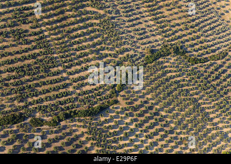 Frankreich, Bouches-du-Rhône, regionalen Naturpark der Alpilles, Pflanzung von Olivenbäumen und Olivenhainen in Mouries (Luftbild) Stockfoto