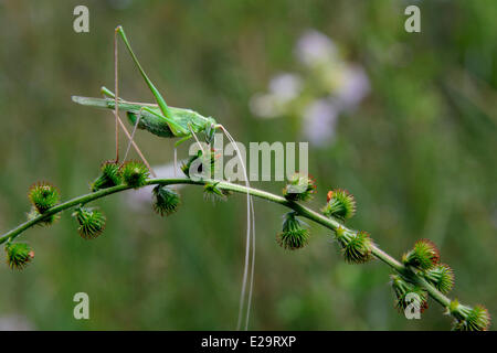 Frankreich, Var, Provence Verte (Provence Verte), Tourves, Caramy Schlucht, Orthoptere, grüne Heuschrecke (Tettigonia Viridissima) Stockfoto