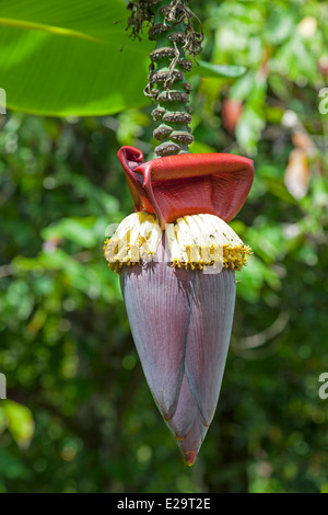 Banane Herz noch auf den Baum, Grenada, West Indies Stockfoto