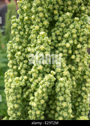 Bolivien, Oruro Department, Quinoa (Chenopodium Quinoa) in dem Altiplano zwischen Oruro und Uyuni Stockfoto