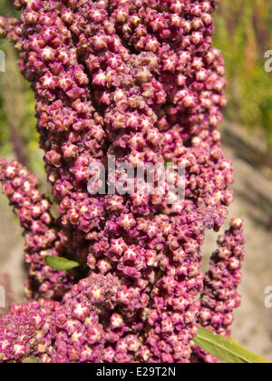 Bolivien, Oruro Department, Quinoa (Chenopodium Quinoa) in dem Altiplano zwischen Oruro und Uyuni Stockfoto