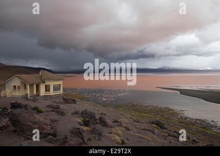Bolivien, Potosi Abteilung, Eduardo Avaroa Anden Fauna Nationalreservat, die Laguna Colorada Stockfoto