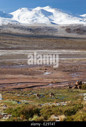 Chile, Antofagasta Region, San Pedro de Atacama, El Tatio Erdwärmefeldes Stockfoto