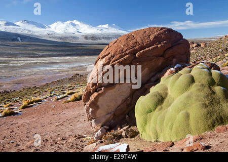 Chile, Antofagasta Region, San Pedro de Atacama, El Tatio Erdwärmefeldes Stockfoto