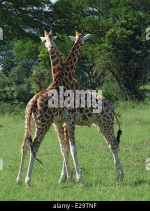 zwei männliche Rothschild-Giraffen im Kampf in Uganda (Afrika) Stockfoto