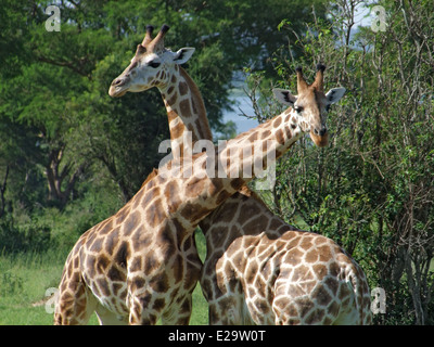 sonnige Details von einigen Rothschild-Giraffen im Kampf in Uganda (Afrika) Stockfoto