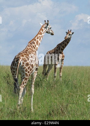 zwei Rothschild-Giraffen suchen auf einander in Uganda (Afrika) Stockfoto