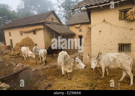 Nepal, Terai Region, Zone Rapti, Dang Deokhuri Bezirk, traditionelles Dorf Chaudhari Tharu Stockfoto