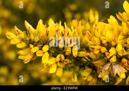 Frankreich, Bouches-du-Rhône, La Ciotat, kleiner Besen von Spanien (Genista Hispanica) in Blüte an der Spitze der Klippen Soubeyranes Stockfoto