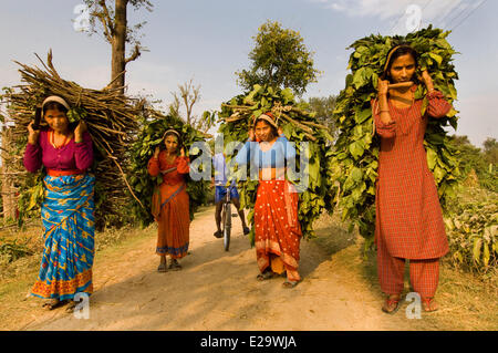 Nepal, Terai Region, Seti Zone, nepalesischen Kailali Bezirk, traditionelle Leben ein Dorf von Rana Tharu Volksgruppe, Frauen von der Stockfoto