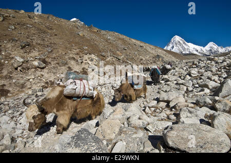 Nepal, Sagarmatha Zone, Khumbu-Region, Wandern Sie von Everest Base Camp, Yak-Karawane mit den Pumori im Hintergrund Stockfoto