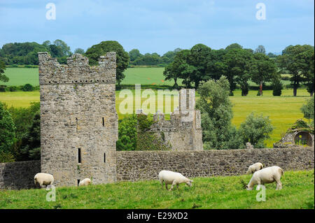 Irland, Grafschaft Kilkenny, Jerpoint Abbey, Schafe auf der Wiese Stockfoto