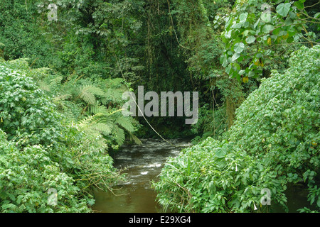 Vegetation in den Bwindi Impenetrable Forest in Uganda (Afrika) Stockfoto