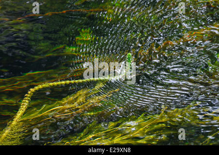 Irland, County Mayo, Cong Cong Fluss Stockfoto