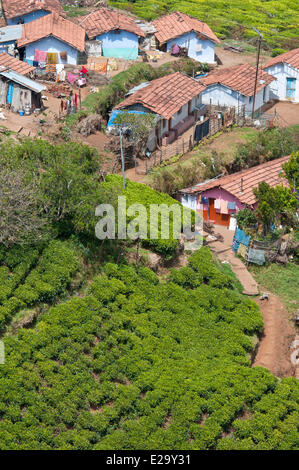 Indien, Tamil Nadu Zustand, Nilgiri Hills (blaue Berge), Teeplantagen in der Umgebung von Kotagiri Stockfoto