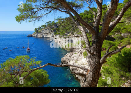 Eingang zur Calanque de Port Miou, Pointe Cacau, Aleppo-Kiefern, Cassis, Bouches du Rhone, Frankreich Stockfoto