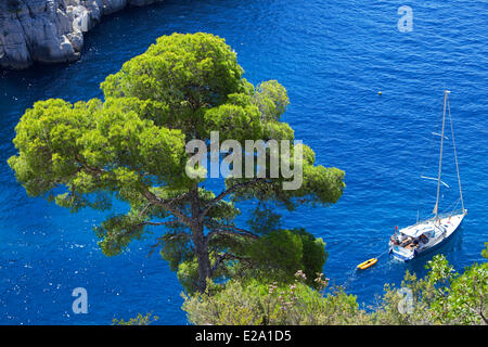 Frankreich, Bouches du Rhone, Cassis, Calanque de Port-Pin, Aleppo-Kiefern Stockfoto