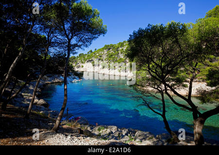 Bouches-du-Rhône, Frankreich, Cassis, Calanque de Port-Pin, Aleppo-Kiefern, Aleppo-Kiefer Stockfoto