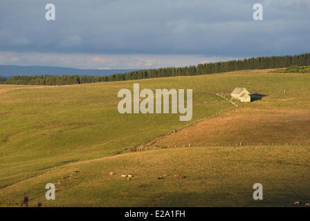 Frankreich, Aveyron, Hochebene von Aubrac, Landschaft in der Nähe von Puy de Gudette, Sommer Bergbauernhof, einer Berghütte Stockfoto