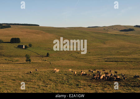 Frankreich, Aveyron, Hochebene von Aubrac, Landschaft, der Puy de Gudette, Sommer Bergbauernhof, einer Berghütte Stockfoto