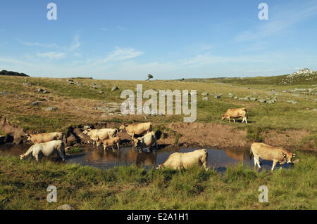 Frankreich, Aveyron, Hochebene von Aubrac, Landschaft, der Puy de Gudette, Aubrac-Kuh Stockfoto