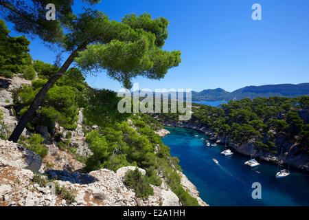 Frankreich, Bouches du Rhone, Cassis, Calanque de Port-Pin, Aleppo-Kiefern Stockfoto