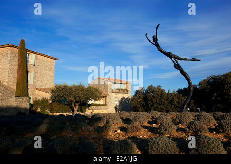 Frankreich, Vaucluse, Lubéron, Bonnieux, Domaine de Capelongue, obligatorische erwähnen Stockfoto