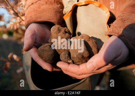 Frankreich, Vaucluse, Lubéron, Bonnieux, Ernte von Trüffeln mit Jacky, Melano schwarze Trüffel (Tuber Melanosporum) Stockfoto