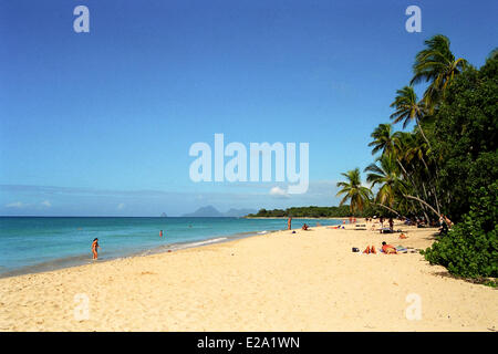 Frankreich, Martinique (Französische Antillen), Sainte Anne, Anse des Salines, Salines Strand und die Kokospalmen, die längste Stockfoto