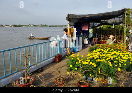 Vietnam, Provinz Vinh Long, Mekong-Delta, Vinh Long, Blumenmarkt für das vietnamesische Neujahr Stockfoto