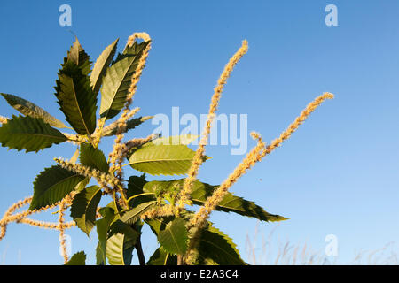 Frankreich, Ille et Vilaine, Rennes, Kastanie (Castanea Sativa), Blumen-männlich und weiblich, bestellen; Fagales, Familie; Fagaceaehemis Stockfoto