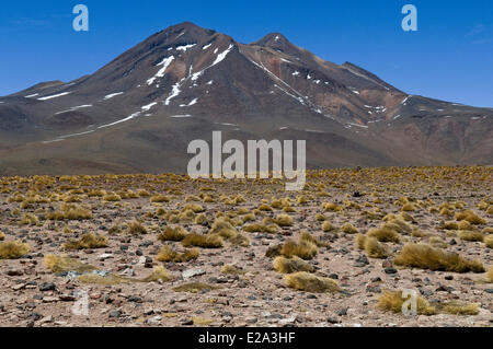 Chile, Antofagasta Region, Altiplano, Atacama-Wüste, Los Flamencos Nationalreservat, Umgebung von Laguna Miscanti und Stockfoto