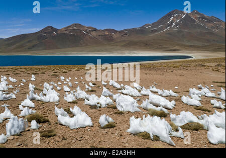 Antofagasta Region, Altiplano, Atacama-Wüste, Chile, Los Flamencos Nationalreservat Laguna Miscanti (4200 m) in den Anden Stockfoto