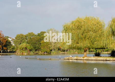 Western Springs Park, Trauerweide (Salix Babylonica) am Rand des Wassers, Auckland, Nordinsel, Neuseeland Stockfoto