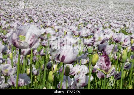 Boscombe Down, Wiltshire, UK. 17. Juni 2014. Lila Mohn Blumen im Wind, für den Einsatz in der Pharmaindustrie angebaut. Bildnachweis: John Eccles/Alamy Live-Nachrichten Stockfoto