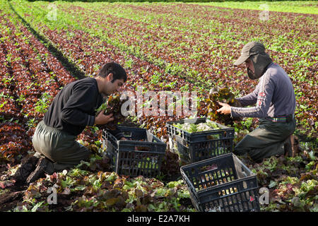 Tarleton, Preston, UK 18. Juni 2014.  Salat Ernten in schwülen Bedingungen. Portugiesischer Arbeitsmigranten Kommissionierung der zweiten Ernte von Salat für Markt, da das anhaltende gute Wetter für eine gut wachsende Jahreszeit in diesem Bereich Gartenbau macht.   Salat-Verbrauch ist jetzt auf höchstem Niveau in der Geschichte des Essens und die Sommermonate, dass Nachfrage verrückt, geht was alle guten Nachrichten für die Regionen Salatschüssel, die West Lancashire Küstenebene zwischen Preston und Southport, wo kilometerlange reiche, schwarze Erde eine ideale Nährsubstrat bieten. Bildnachweis: Mar Photographics/Alamy Live-Nachrichten Stockfoto