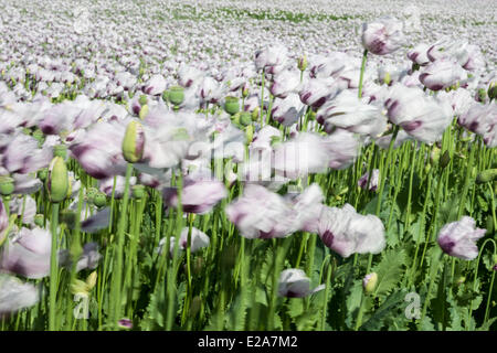 Boscombe Down, Wiltshire, UK. 17. Juni 2014. Lila Mohn Blumen im Wind, für den Einsatz in der Pharmaindustrie angebaut. Bildnachweis: John Eccles/Alamy Live-Nachrichten Stockfoto