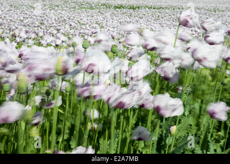 Boscombe Down, Wiltshire, UK. 17. Juni 2014. Lila Mohn Blumen im Wind, für den Einsatz in der Pharmaindustrie angebaut. Bildnachweis: John Eccles/Alamy Live-Nachrichten Stockfoto