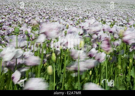 Boscombe Down, Wiltshire, UK. 17. Juni 2014. Lila Mohn Blumen im Wind, für den Einsatz in der Pharmaindustrie angebaut. Bildnachweis: John Eccles/Alamy Live-Nachrichten Stockfoto