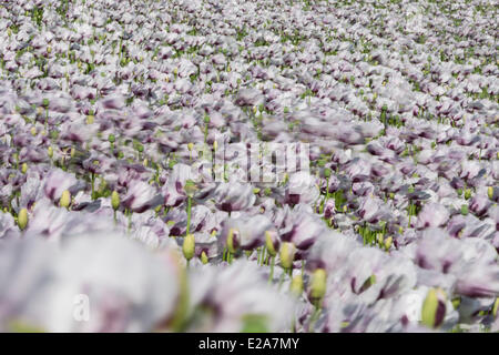 Boscombe Down, Wiltshire, UK. 17. Juni 2014. Lila Mohn Blumen im Wind, für den Einsatz in der Pharmaindustrie angebaut. Bildnachweis: John Eccles/Alamy Live-Nachrichten Stockfoto