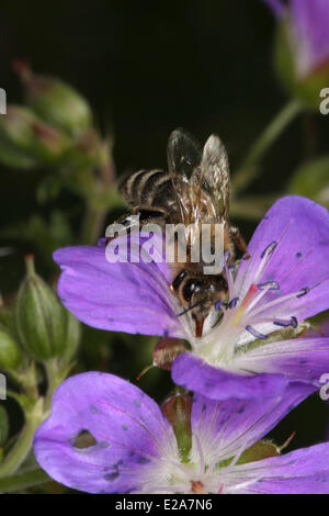 Eine Honigbiene besucht die Blüten von Geranium Pratense L. Das Werk bietet die Honigbienen viel Nektar und Proteinrich Pollen. Foto: Klaus Nowottnick Datum: 6. Juni 2010 Stockfoto